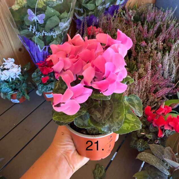 Цикламен 21.