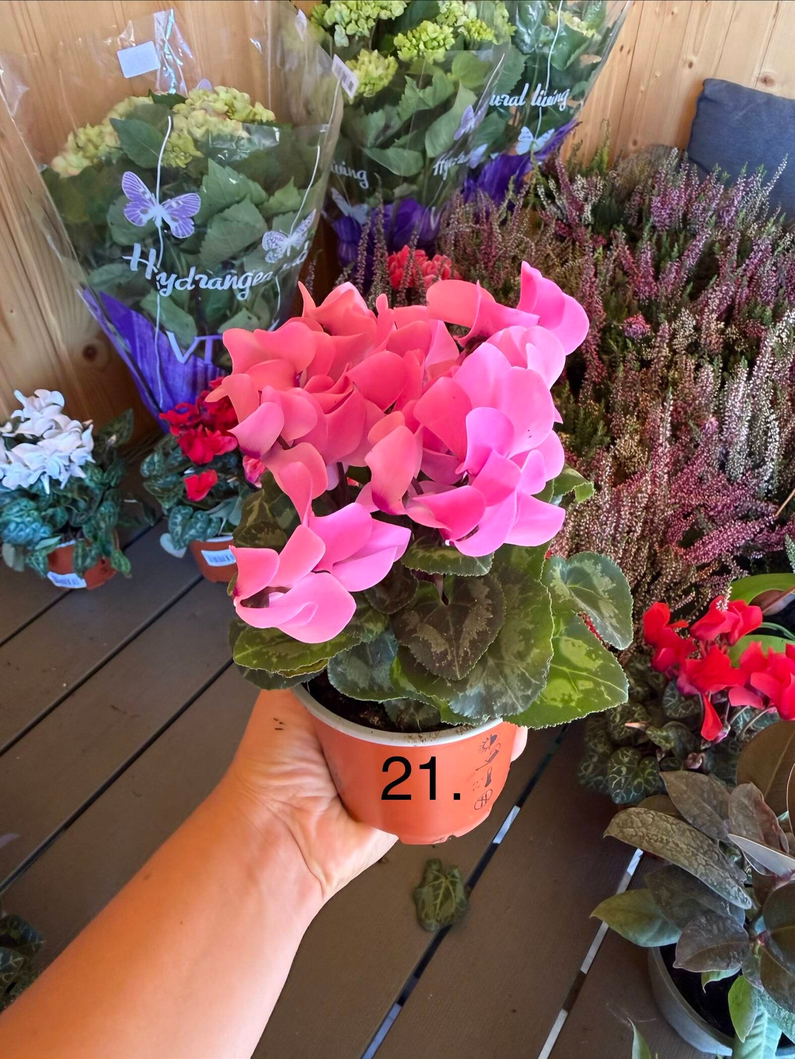 Цикламен 21.
