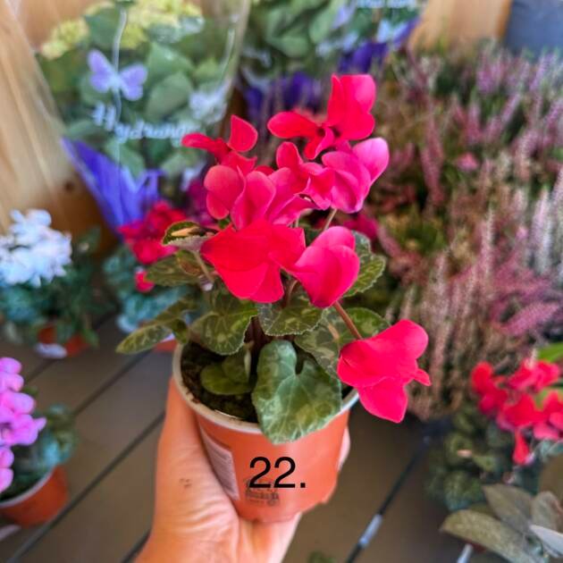 Цикламен 22.