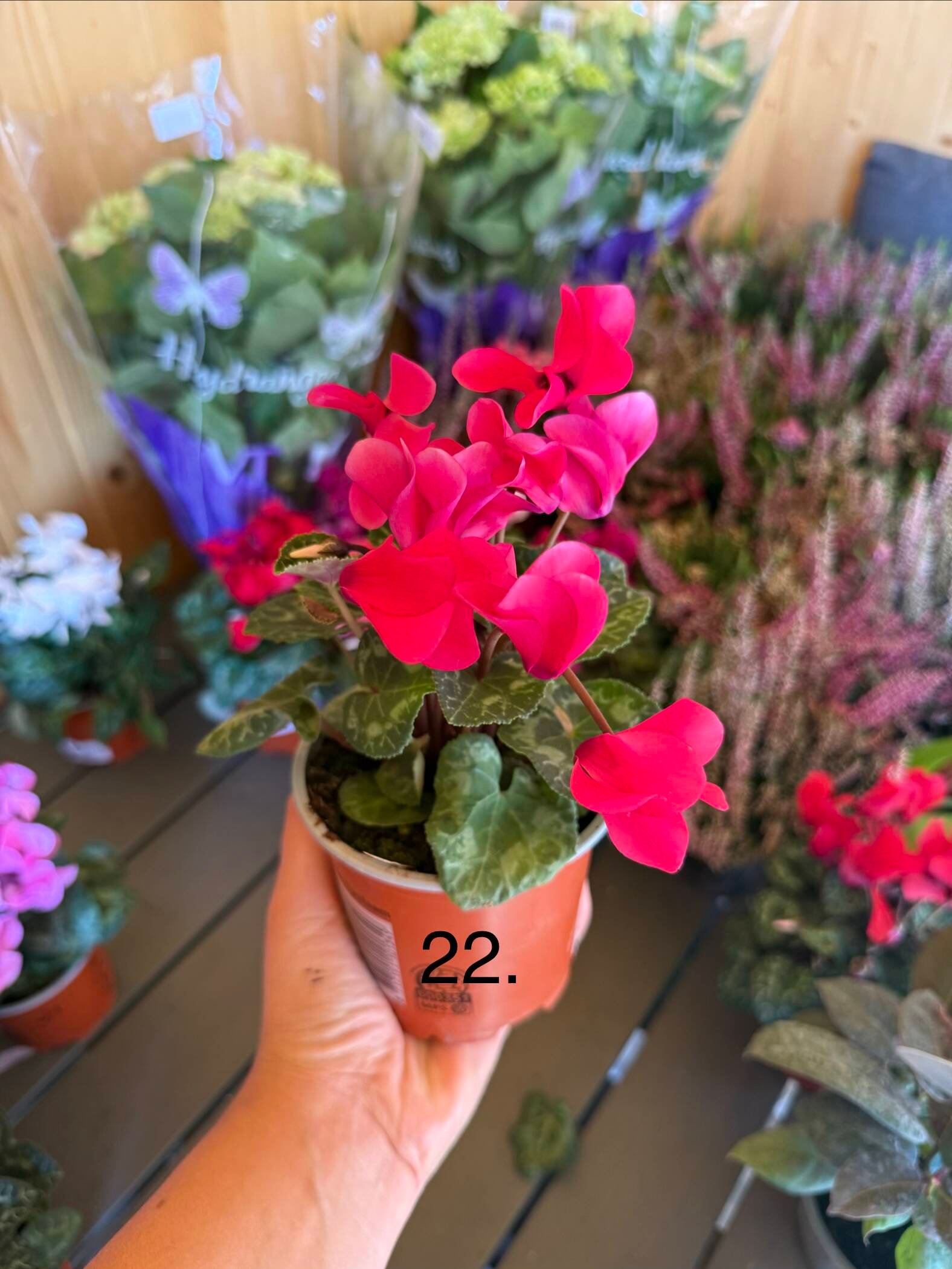 Цикламен 22.