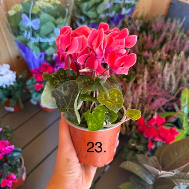 Цикламен 23.