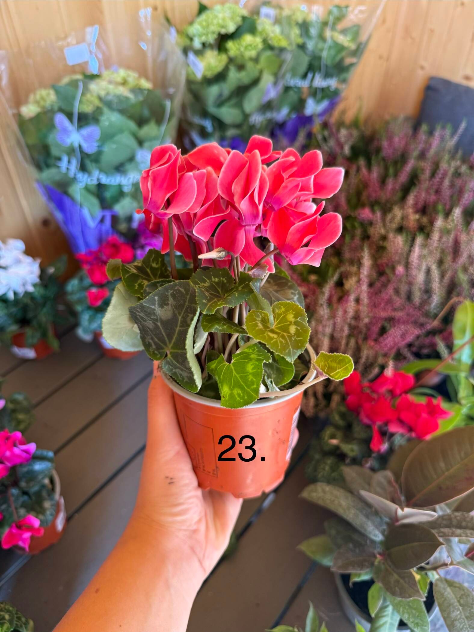 Цикламен 23.
