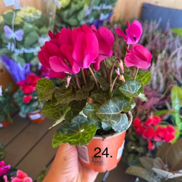 Цикламен 24.