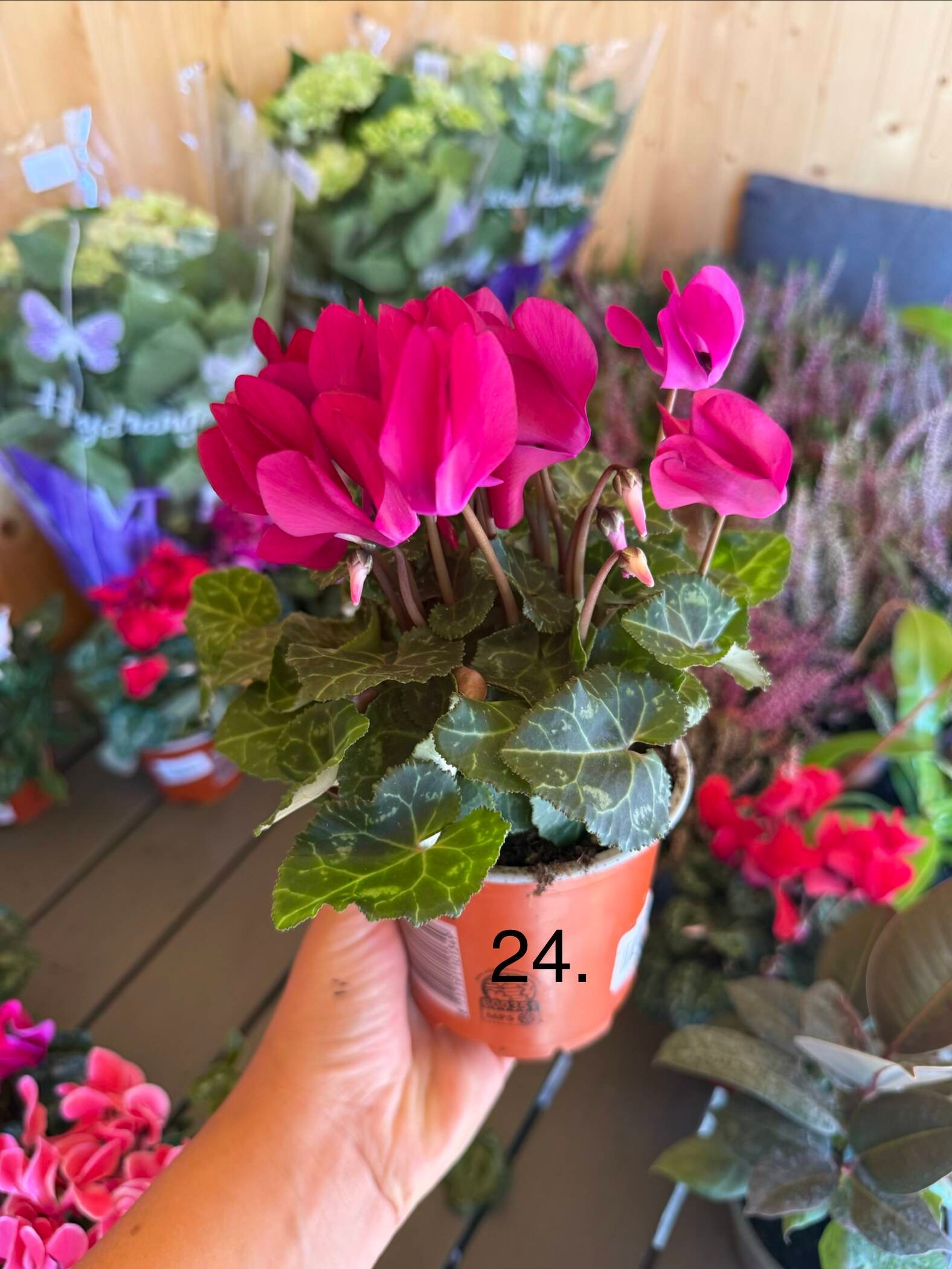 Цикламен 24.