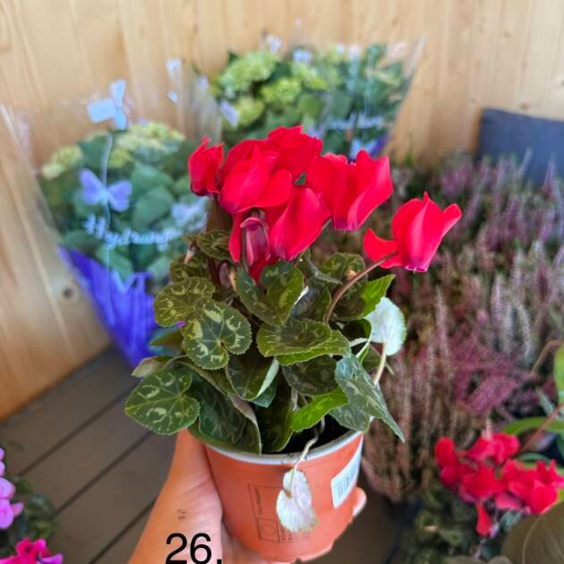 Цикламен 26.