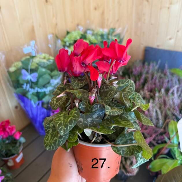 Цикламен 27.