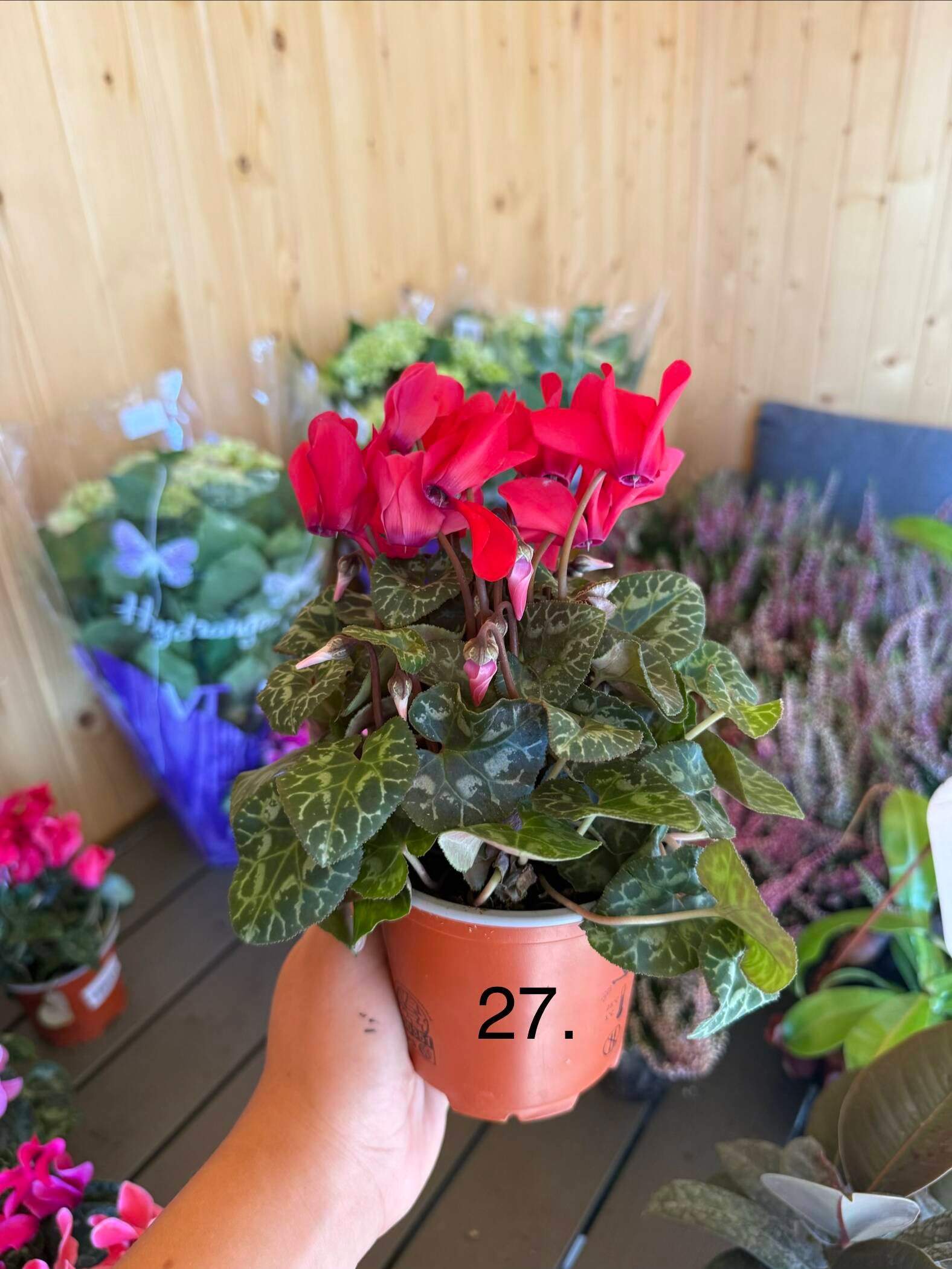 Цикламен 27.