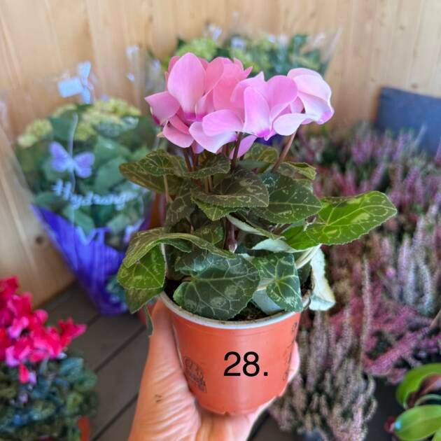 Цикламен 28.