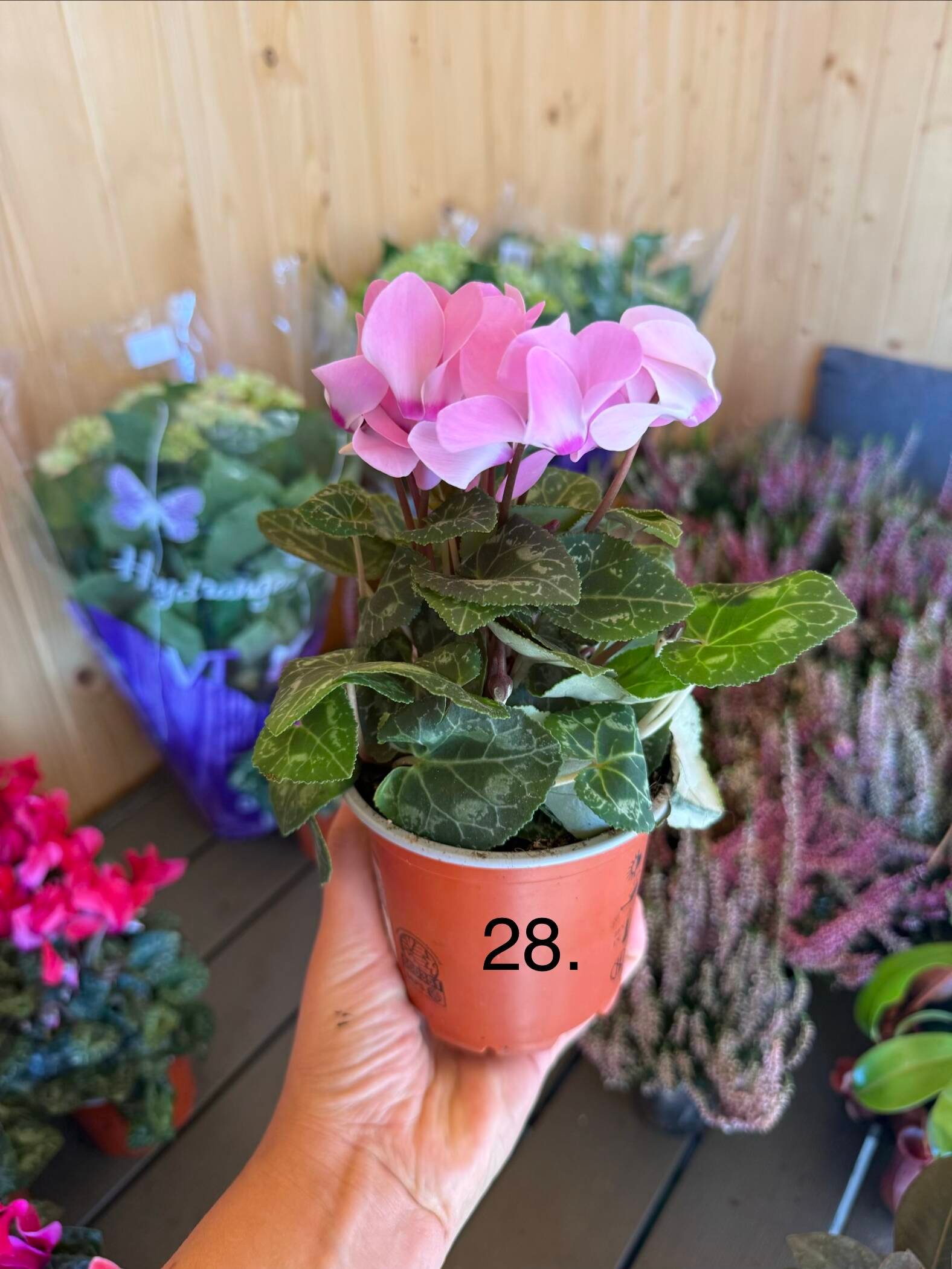 Цикламен 28.
