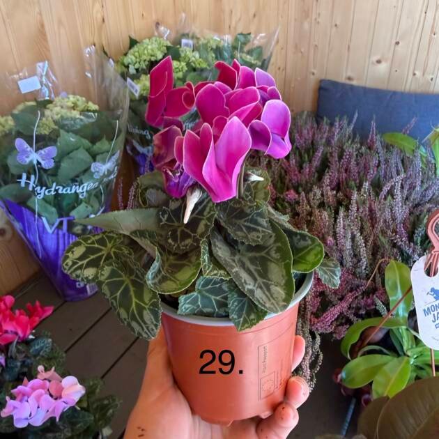Цикламен 29.