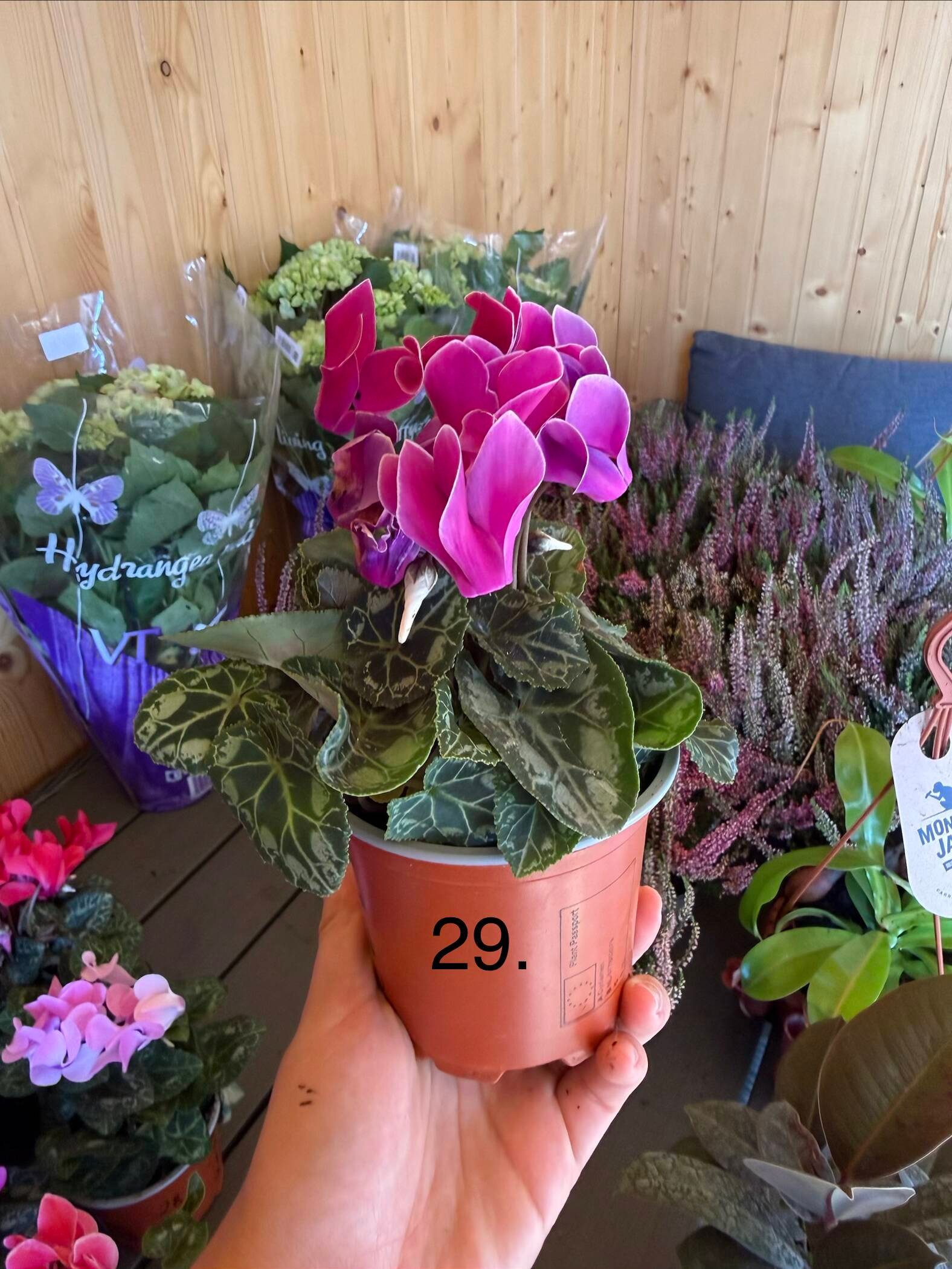 Цикламен 29.