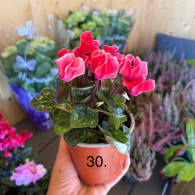 Цикламен 30.