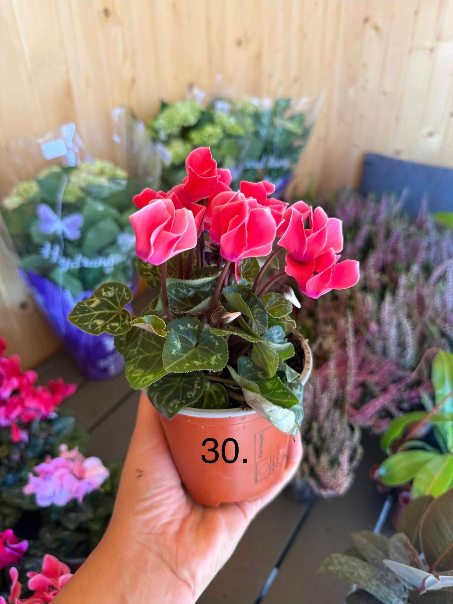 Цикламен 30.