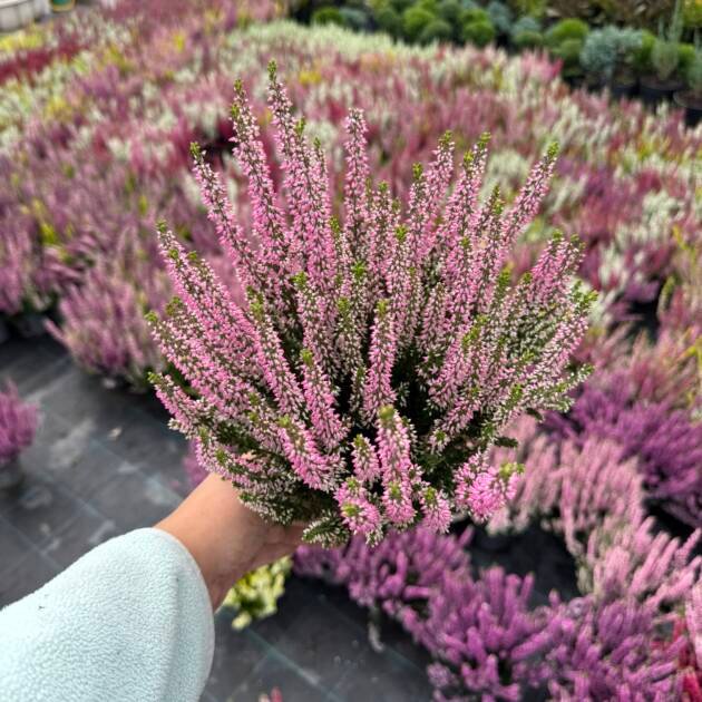 Верес світло розовий