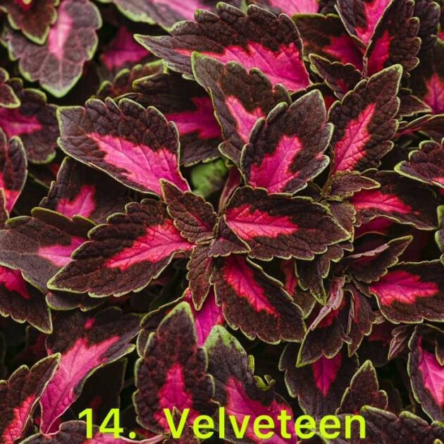 Колеус 14. Velveteen (горщик 1,5л)