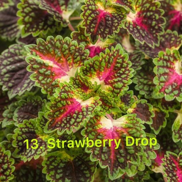 Колеус 13.Strawberry Drop (горщик 1,5л)