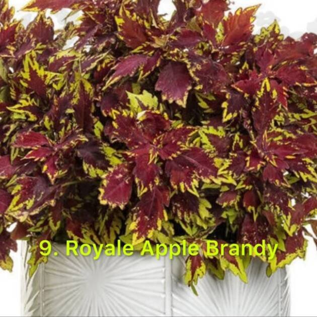 Колеус 9.Royale Apple Brandy (горщик 1,5л)